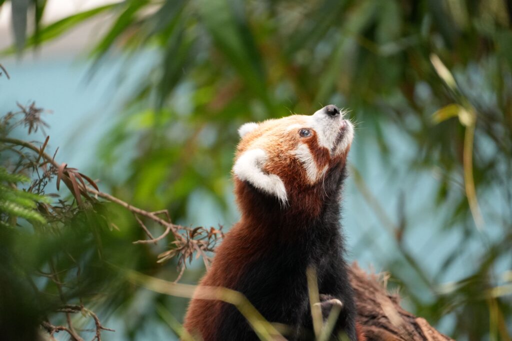 Zoológico de Xangai - Foto de Snow Chang no Pexels