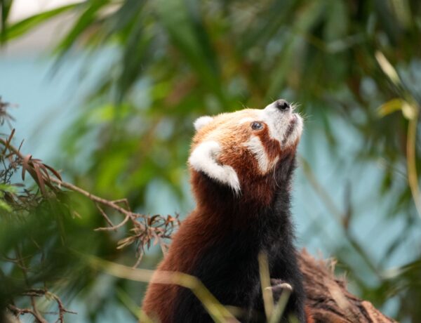 Zoológico de Xangai - Foto de Snow Chang no Pexels