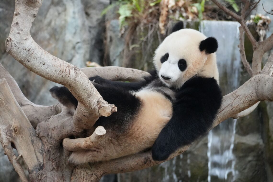 O Que Fazer com Crianças em Pequim - Foto de Snow Chang no Pexels
