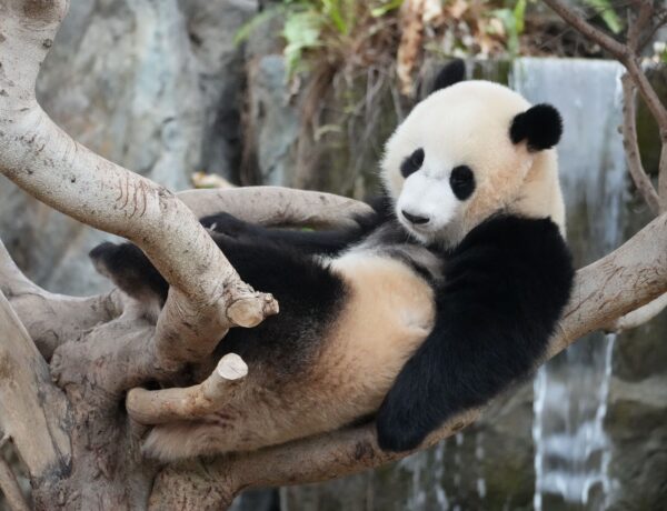 O Que Fazer com Crianças em Pequim - Foto de Snow Chang no Pexels